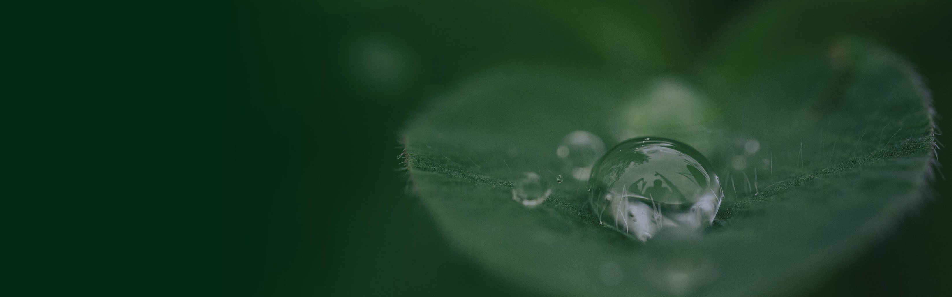 A leaf with water drop